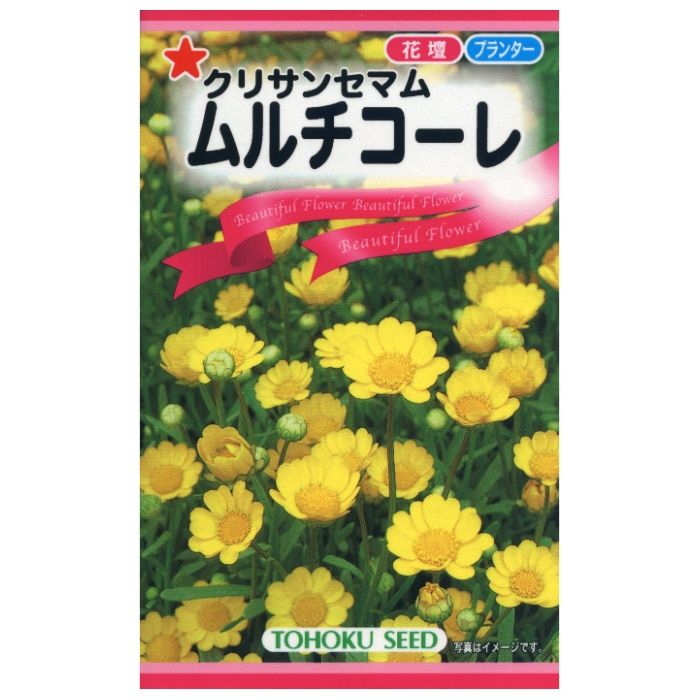 ムルチコーレ