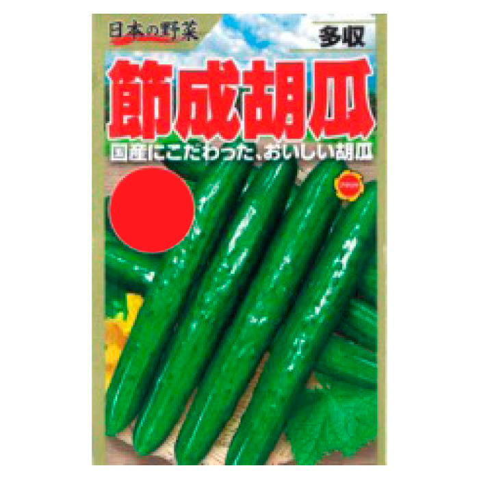 キュウリ 日本の野菜 多収節成胡瓜