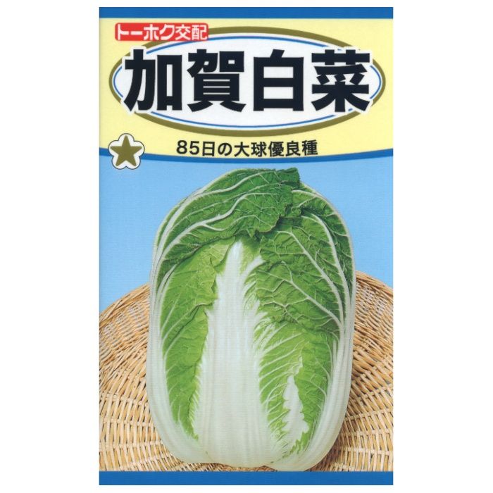 ハクサイ 加賀白菜