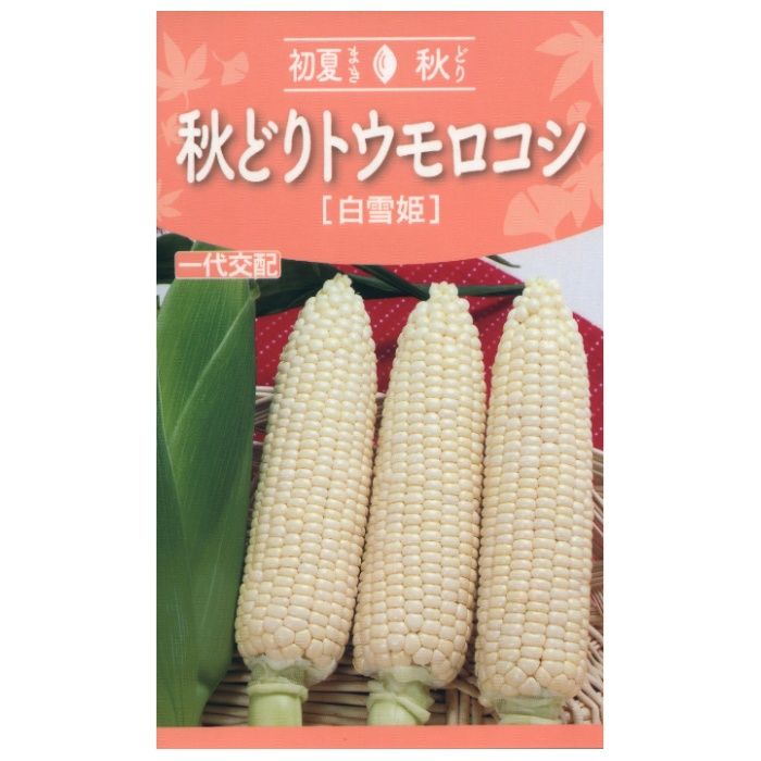 トウモロコシ 秋どりトウモロコシ 白雪姫